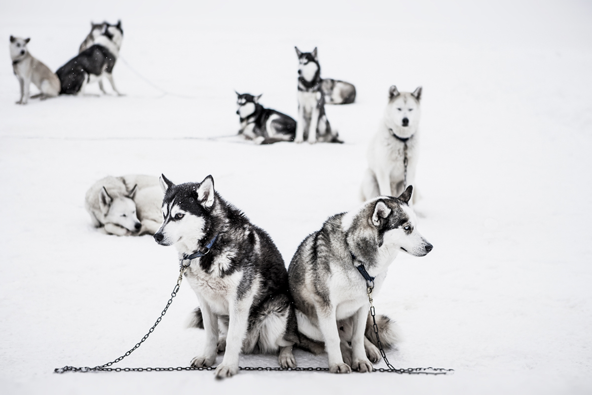 Huskys - Kaiserau, Austria