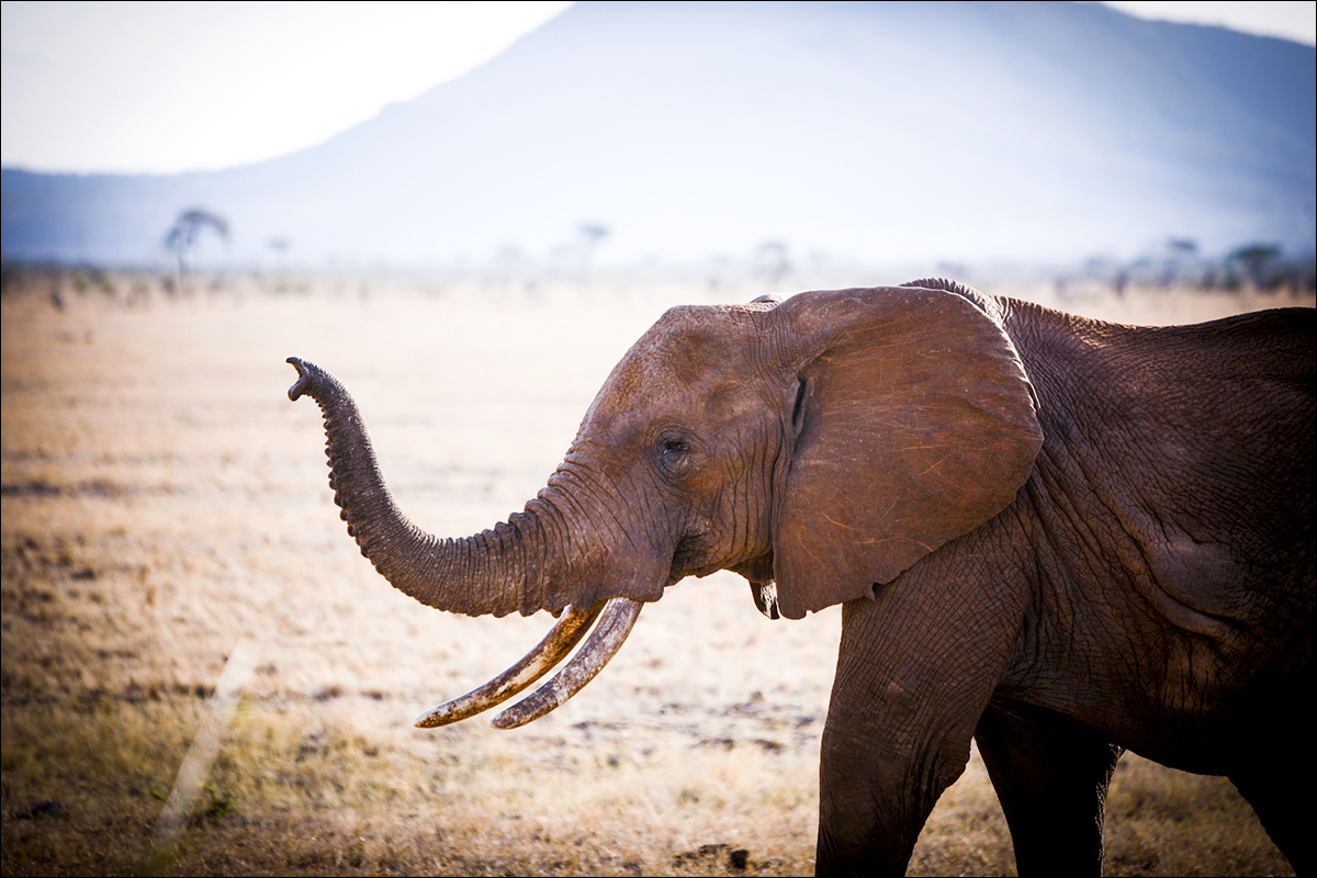 Kenya - game drive