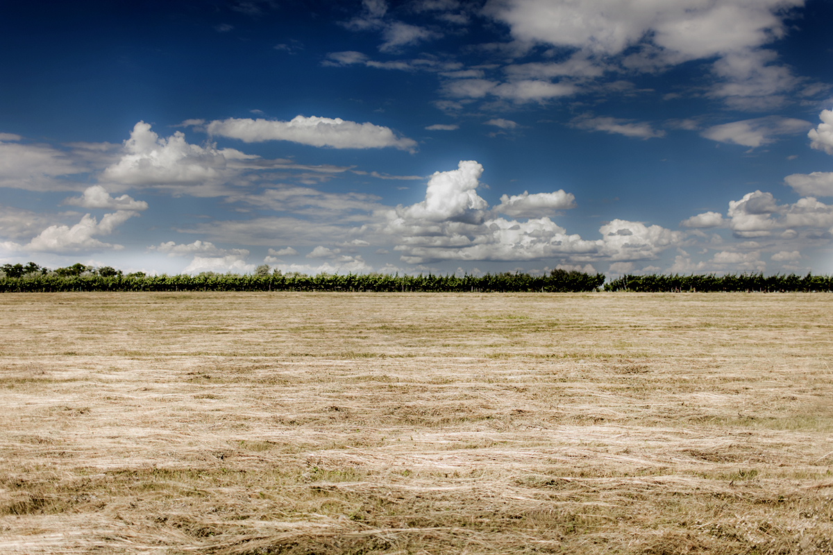 Lake Neusiedl - 